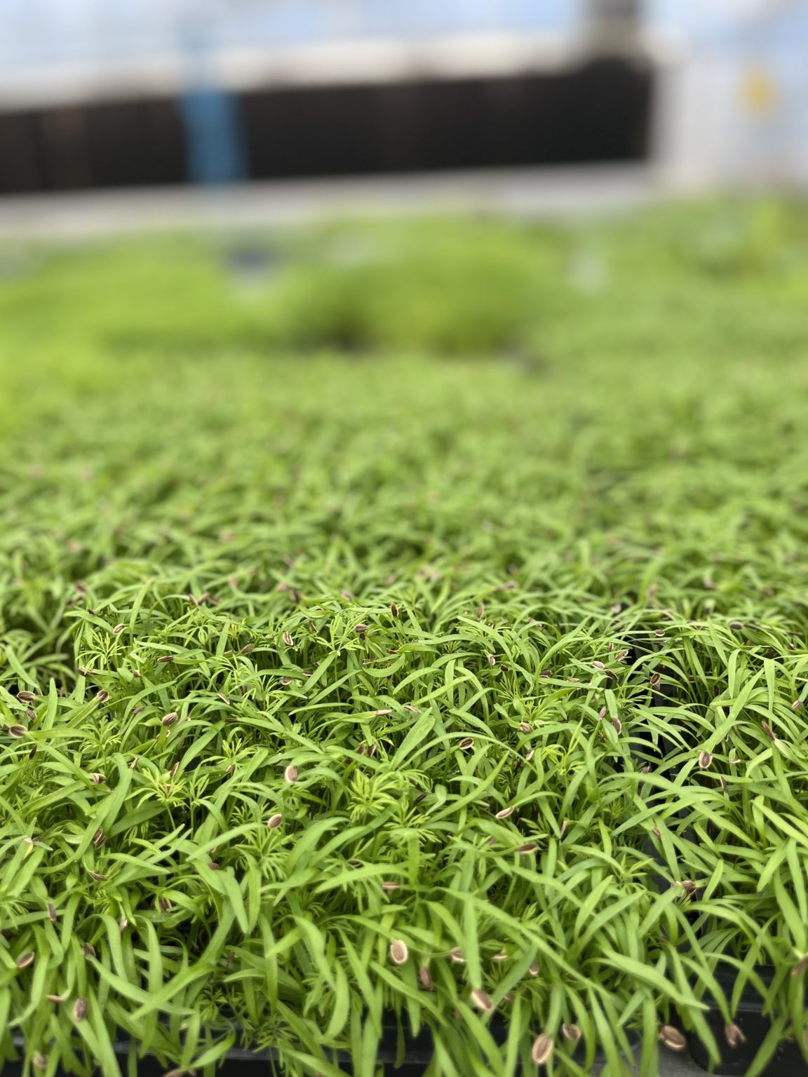 Order your Green Grazer Crate | Mountain Man Microgreens at Home